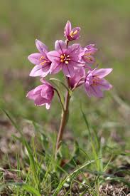 Image result for Liliaceae