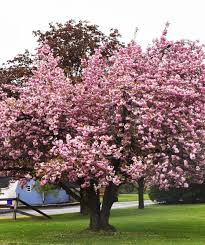 Check spelling or type a new query. Kwanzan Japanese Flowering Cherry Bower Branch