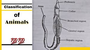If you're drawing a young, small tree, keep in mind that there probably aren't very many large branches and they'll be much thinner than the branches of a large, old tree. How To Draw Sycon Sponge Labelled Diagram Kingdom Animalia Phylum Porifera Youtube