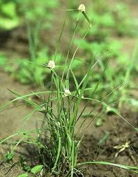 Image result for Kyllinga stenophylla