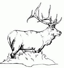 Wild Animal Coloring Pages Animal Coloring Pages Horse Coloring Pages Coloring Pages