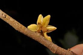 Image result for Uvaria acuminata