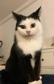 Celebrating a rescued cat's first birthday