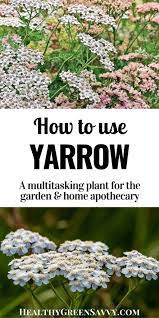 Yarrow Uses Benefits Of Yarrow Healthygreensavvy In 2020 Medicinal Plants Yarrow Uses Eco Friendly Garden