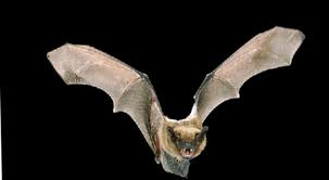 We currently track 103 animals in new zealand and are adding more every day! What Is A Bat Answered Twinkl Teaching Wiki