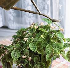 More complex arrangements sending specific messages might have originated from the court of constantinople in ottoman empire … Best Foliage Houseplants To Grow Better Homes Gardens