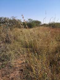 Image result for Cymbopogon caesius