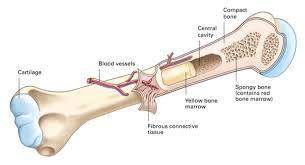 Long bones, especially the femur and tibia, are subjected to most of the load during daily activities and they are crucial for skeletal mobility. Chapter 27 Concept 27 4