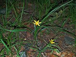 Image result for Hypoxis nyasica