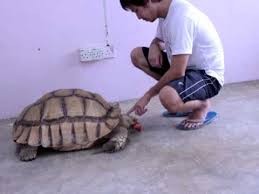 feeding the big african spurred tortoise