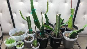 Dragon fruit is a cactus, which means it loves heat and sun. Growing Dragon Fruit Indoors During Winter Youtube