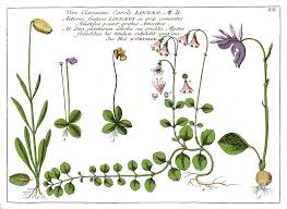 Image result for Linnaea borealis