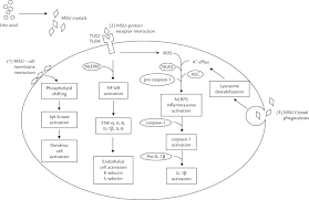 The dose of colchicine that would induce significant toxicity for an individual is unknown. Mechanism Of Action Of Colchicine In The Treatment Of Gout Sciencedirect