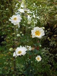 Anemone Japonica Whirlwind Evergreen Shrub Plants Summer Garden