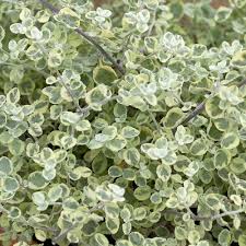 Image result for Helichrysum lineare