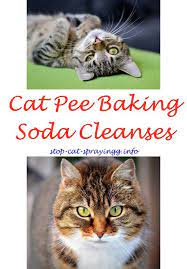Cleaning Cat Pee Vinegar Male Cat Spraying Cat Spray Cat Pee Smell