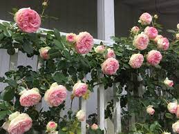 Pin On Roses