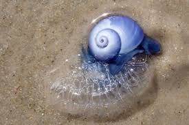 Dragon Like Sea Creature Known As Most Beautiful Killer In Sea Spotted On Beach World News Mirror Online