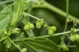 Image result for Micrococca mercurialis