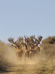 In 1851 european settlers introduced their most prized and beloved game to new zealand: New Zealand Red Stags Wild Deer Whitetail Deer Pictures Animals Wild