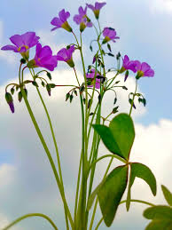 Image result for Oxalis latifolia