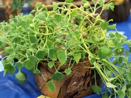 Image result for Senecio oxyriifolius
