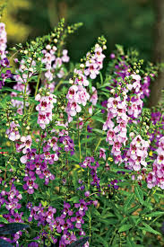 It's easily grown in the garden or containers and makes for this perennial grows best in partial to full sun, and gets up to 3 to 8 feet tall, depending on the type. 20 Flowers That Thrive In Full Sun Southern Living