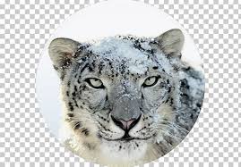 Mac Os X Snow Leopard Macos Mac Os X Leopard Mac Os X Lion Png Apple Disk Image Attack Big Cats Carnivoran Cat Like Mammal In 2020 Snow Leopard Mammals Mac Os