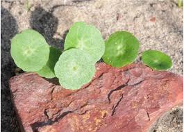 Image result for Umbilicus botryoides