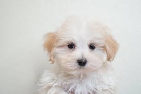 Apparently, one of the most recommended rescue by adopt a pet is named as colorado toy breed rescue. Maltipoo Pet City Pet Shops