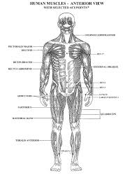 Printable Muscular System Diagram Anatomy Organ Human Muscle Anatomy Muscle Diagram Muscular System
