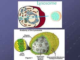 Maybe you would like to learn more about one of these? The Cell By David Sykes Cell Facts Functional Basic Unit Of Life Discovered By Robert C Hooke 1653 Humans Contain About 100 Trillion Cells Humans Ppt Download