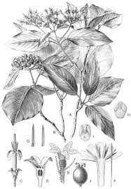 Image result for Pavetta sp. B