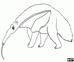 All coloring pages » animals » mammals » anteater » simple anteater. An Anteater Coloring Page Printable Game