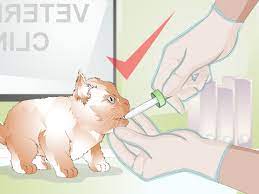 Maybe you would like to learn more about one of these? How To Save A Dying Kitten 12 Steps With Pictures Wikihow