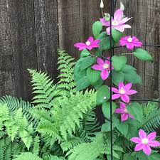The fern flower is a magic flower in baltic mythology (lithuanian: Clematis And Ferns Go Well Together In This Shadier Corner Of The Back Garden Clematis Pinkflowers Ferns Summerflowe Clematis Back Gardens Summer Flowers