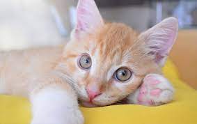 We did not find results for: Welcome To Devine Feed And Pet Home Pet Supplies Feed Store Equine Products Chicks Devine Feed Pet Norwell Ma 02061