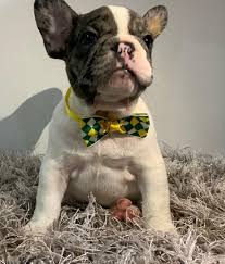 Our goal is to set the new standard in french bulldog breeding. French Bulldogs Of Nj Home Facebook