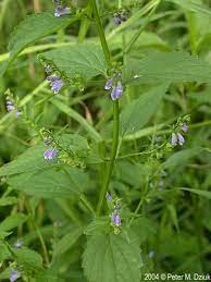 Pin On Minnesota Native Plants