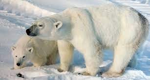 Image Result For Tundra Animals Polar Bear Top 10 Endangered Animals Endangered Animals