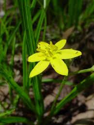 Image result for Hypoxis urceolata
