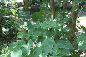 Download mp3 bagaimana tapak sulaiman berjalan dan video mp4 gratis. Bauhinia Purpurea Springerlink