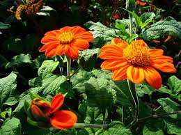 Image result for Tithonia