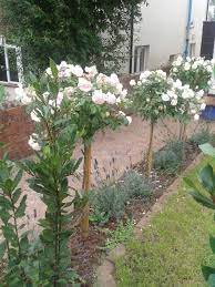 We did not find results for: 35 Best Standard Roses To Front Door Ideas Standard Roses Plants Rose Trees