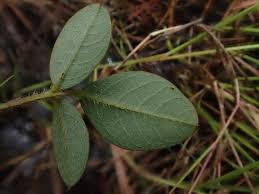 Image result for Grona adscendens