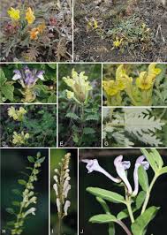 Image result for Scutellaria schweinfurthii