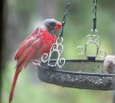 Red Bird With No Feathers On Head Bald Northern Cardinal Feederwatch