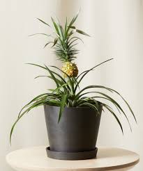 We did not find results for: Buy Potted Bromeliad Pineapple Indoor Plant Bloomscape