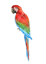 parrots clipart tropical clipart tropical pattern tropical illustration 7th grade art parrot parrots clipart tropical clipart