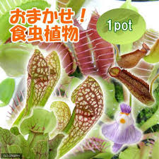 おまかせ食虫植物 2 5 3号 1ポット チャーム